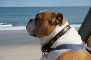 Bella at the beach
