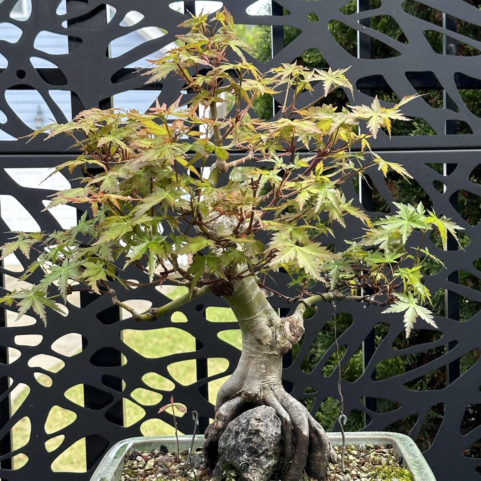 Bonsai Trees